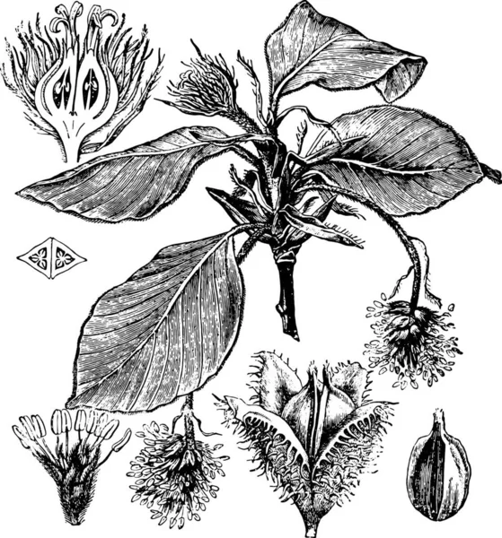 黒と白の彫刻が施された植物のベクトル図 — ストックベクタ