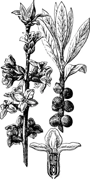 Растение Рисунок Винтажные Линии Иллюстрации — стоковый вектор