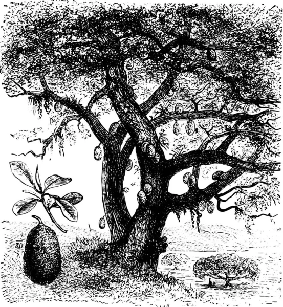 Διανυσματική Απεικόνιση Ενός Δέντρου Μαύρα Περιγράμματα — Διανυσματικό Αρχείο