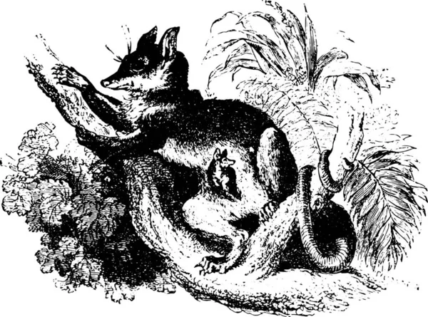 树梢上的负鼠或负鼠 古老的雕刻图解 Animaux Sauvages Domestiques Kids 1892 — 图库矢量图片