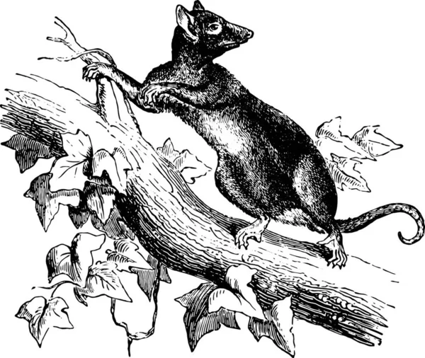 Oposszum Vagy Oposszum Faágon Vintage Vésett Illusztráció Animaux Sauvages Domestiques — Stock Vector