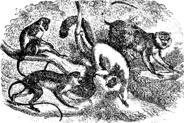 Majmok Faágon Erdőben Vintage Vésett Illusztráció Animaux Sauvages Domestiques Gyerekeknek — Stock Vector