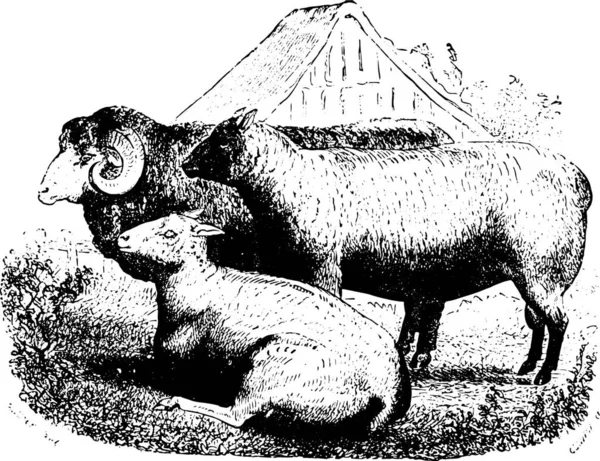 フィールド上の3頭の羊 ヴィンテージ刻まれたイラスト Animaux Sauvages Domestiques 子供のための 1892 — ストックベクタ