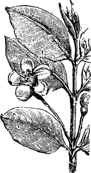 Detta Illustration Växt Med Blomma — Stock vektor