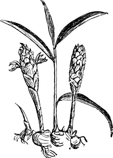 Ilustrarea Unei Plante Desen Alb Negru — Vector de stoc