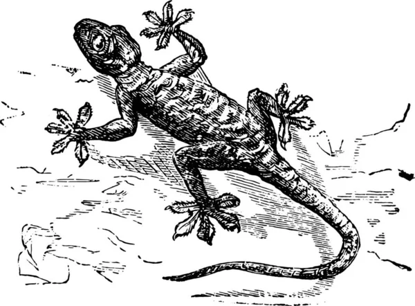 一只青蛙的插图 — 图库矢量图片