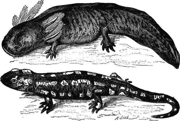 Abbildung Eines Dinosauriers Mit Großem Namen — Stockvektor