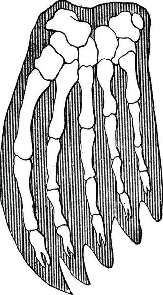 Drzeworyt Ilustracja Kawałka Jabłka — Wektor stockowy