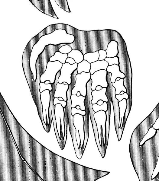 Illustrazione Vettoriale Uno Schizzo Cuore — Vettoriale Stock