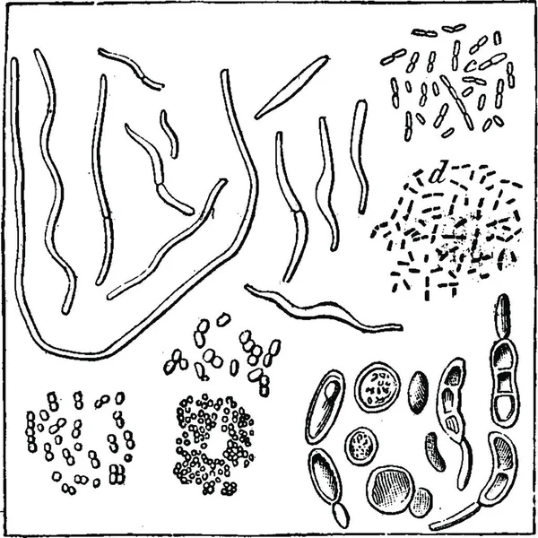 박테리아 1000 Micrococcus Torule 빈티지 새겨진된 1886 — 스톡 벡터