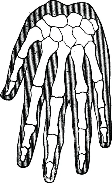 Ilustración Esqueleto Árbol — Vector de stock
