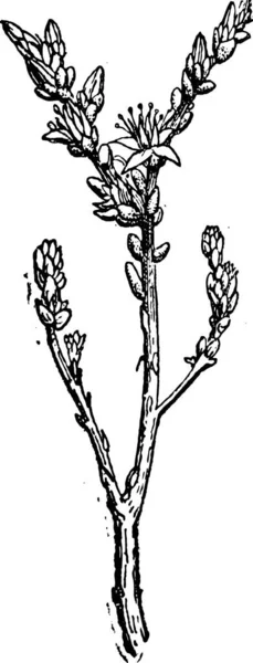 Sedum Oder Steinfrüchte Gravierte Illustration Wörterbuch Der Wörter Und Dinge — Stockvektor