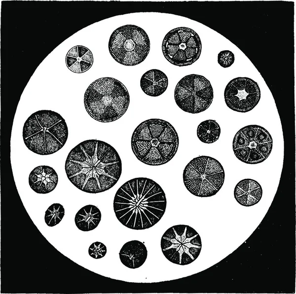 珪藻の様々 な形態は ヴィンテージには 図が刻まれています 1886 前に地球 — ストックベクタ