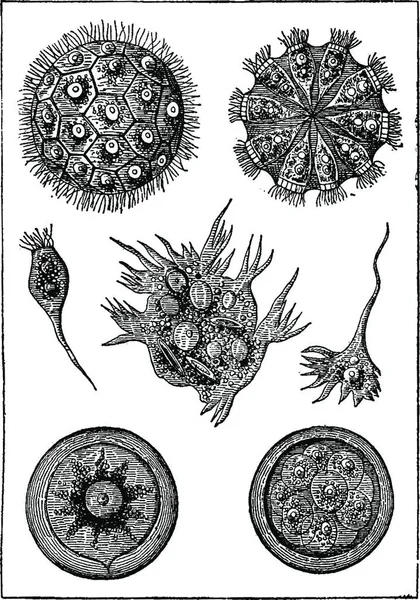 Conjunto Elementos Dibujados Mano Con Diferentes Etapas Frutas Verduras Ilustración — Archivo Imágenes Vectoriales