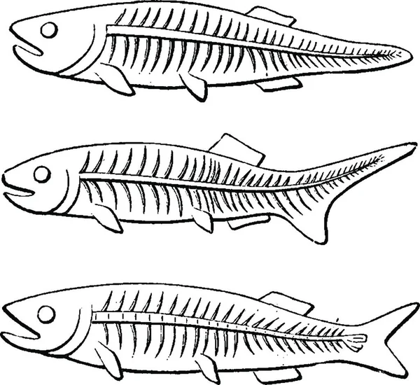 Ilustrace Vektoru Ryb Černá Bílá — Stockový vektor