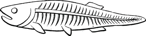 Bir Balık Iskeletinin Çizimi — Stok Vektör