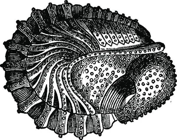 Crustáceos Período Devoniano Phacops Latifrons Wraps Vintage Gravada Ilustração Terra —  Vetores de Stock