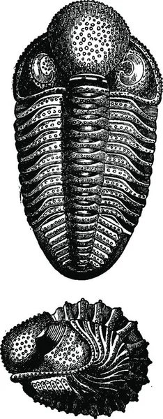 Ілюстрація Чорно Білого Зображення Вінтажного Грамофона Ячем — стоковий вектор