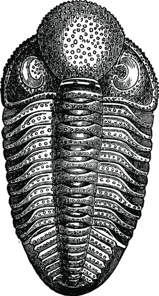 Ilustración Dibujada Mano Dibujo Blanco Negro Una Concha — Archivo Imágenes Vectoriales