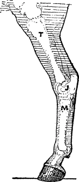 Desenho Uma Ilustração Desenhada Mão Homem — Vetor de Stock