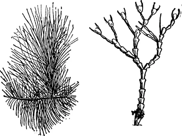 Illustration Vectorielle Une Branche Pin — Image vectorielle