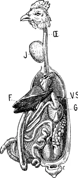 Beskära Anatomi Fågel Vintage Ingraverad Illustration Ordlista Med Ord Och — Stock vektor