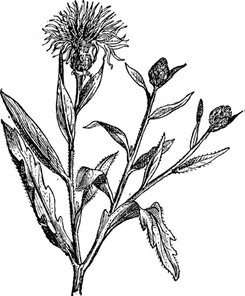 Knapweed Nebo Centaurea Nebo Hvězdice Archivní Rytá Ilustrace Slovník Slov — Stockový vektor