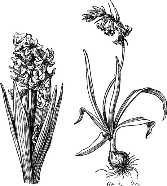 Illustratie Van Een Plant Met Bloemen — Stockvector