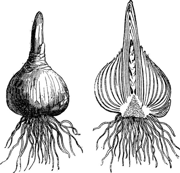 Cebolla Entera Jacinto Cebolla Cortada Jacinto Ilustración Grabada Vintage Diccionario — Archivo Imágenes Vectoriales