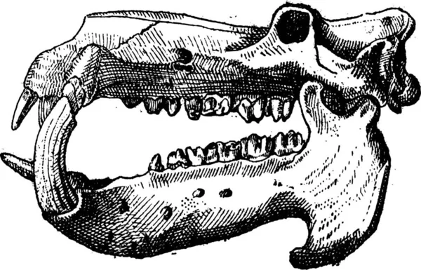 アイボリー カバの頭蓋骨 ヴィンテージの図は刻まれています 辞書の単語と物事を Larive 1895 — ストックベクタ