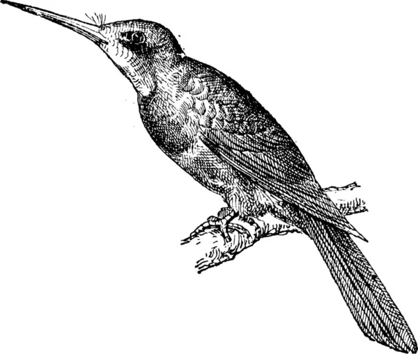 Illustration Fågel — Stock vektor