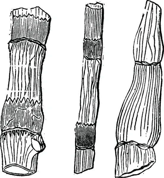 Equisetaceae 기간의 식물의 빈티지 새겨진 1886 — 스톡 벡터