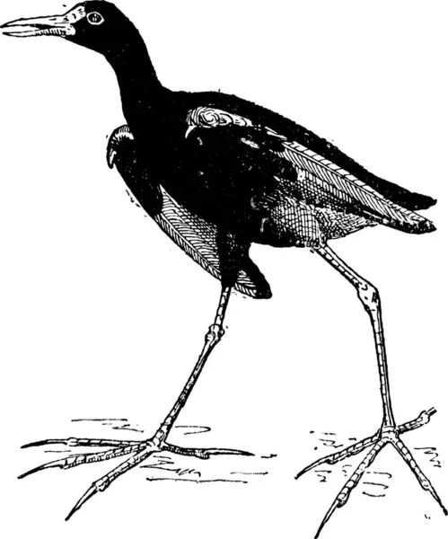 水雉的职责或耶稣鸟或百合猪蹄 复古刻的插图 单词和事 Larive 和弗洛瑞 1895年的字典 — 图库矢量图片