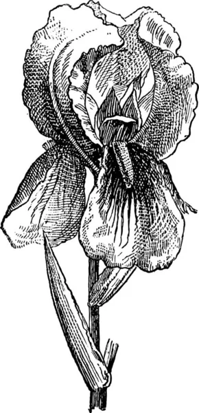 Iris Von Florenz Alte Gestochene Illustration Wörterbuch Der Wörter Und — Stockvektor