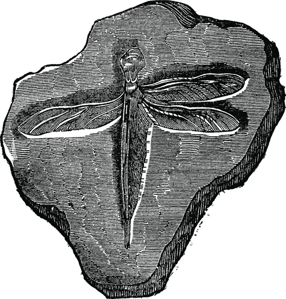 蜻蜓化石的侏罗纪时期 复古雕刻插图 地球在人之前1886 — 图库矢量图片