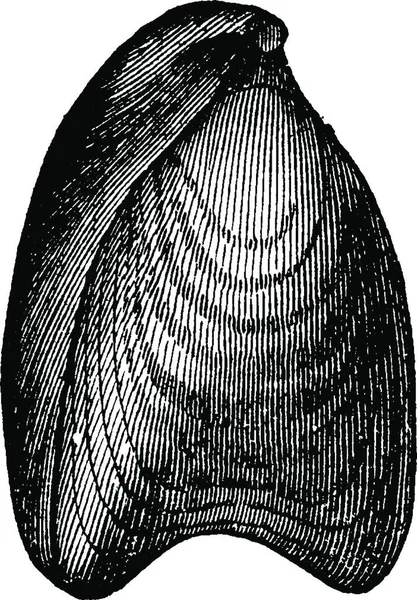 Terebratula Digona Illustrazione Incisa Epoca Terra Prima Dell Uomo 1886 — Vettoriale Stock