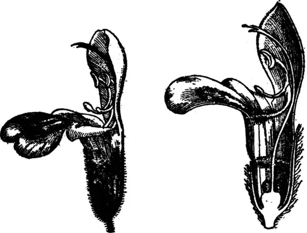 Schamlippen Blütensalbei Gravierte Illustration Wörterbuch Der Wörter Und Dinge Larive — Stockvektor