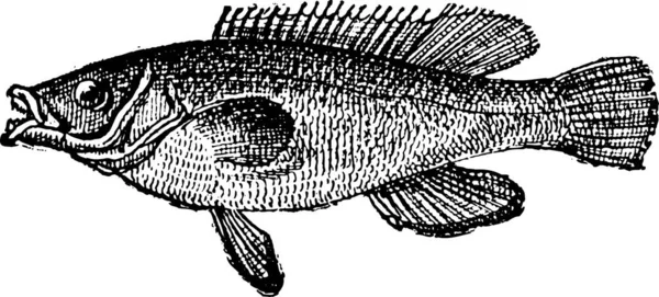 Kuckuckslippich Oder Labrus Mixtus Gravierte Illustration Wörterbuch Der Wörter Und — Stockvektor