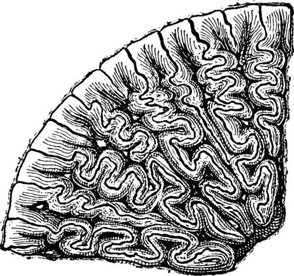 Labyrinthodonta Sectie Van Een Tand Vintage Gegraveerde Afbeelding Woordenboek Van — Stockvector