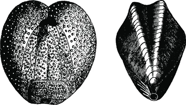 Векторная Иллюстрация Черно Белой Текстуры Дерева — стоковый вектор