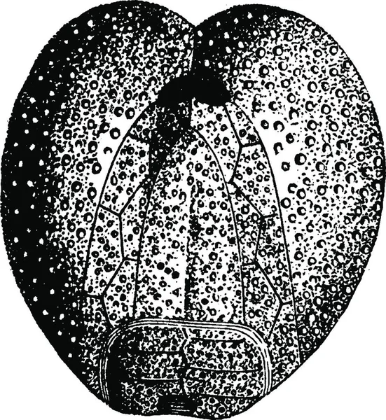 Micraster Coranguinum Παλιάς Χρονολογίας Χαραγμένο Εικονογράφηση Πριν Άνθρωπος 1886 — Διανυσματικό Αρχείο