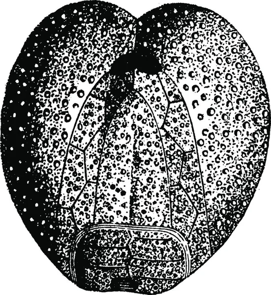 Micraster Coranguinum Винтажная Гравированная Иллюстрация Земля Перед Человеком 1886 — стоковый вектор