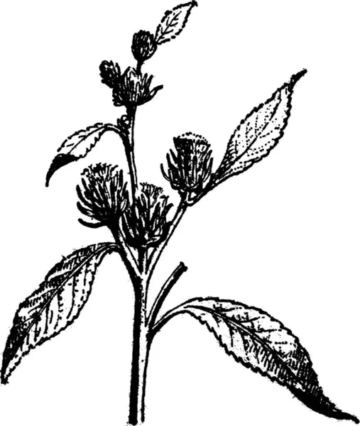 Tumbleweed Kali 고전적 단어와 사물에 Larive Fleury 1895 — 스톡 벡터