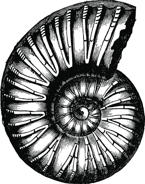 Ammoniteszek Inflatus Vintage Vésett Illusztráció Föld Ember 1886 Előtt — Stock Vector