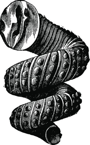 手描きのスケッチ魚のセットのベクトル図 — ストックベクタ
