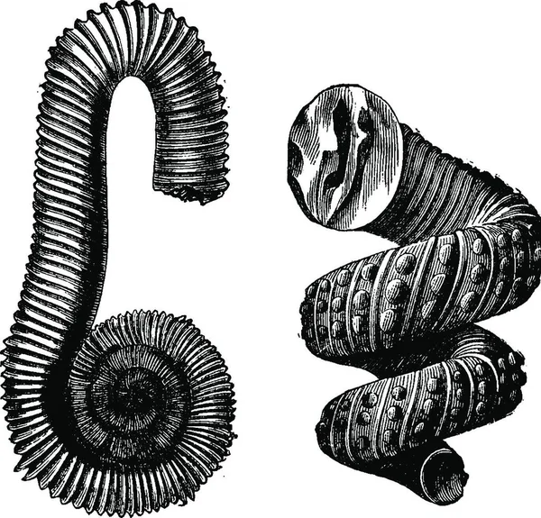 Kretase Döneminin Kafadanbacaklı Ammonit Vintage Illüstrasyon Kazınmış Adam 1886 Önce — Stok Vektör