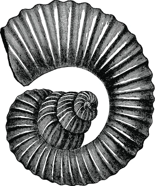 白亜紀の頭足類アンモナイトは ヴィンテージには 図が刻まれています 1886 前に地球 — ストックベクタ