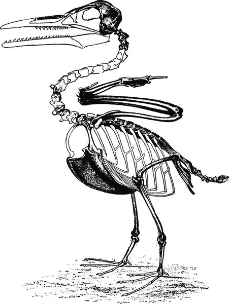 Illustrazione Uccello — Vettoriale Stock
