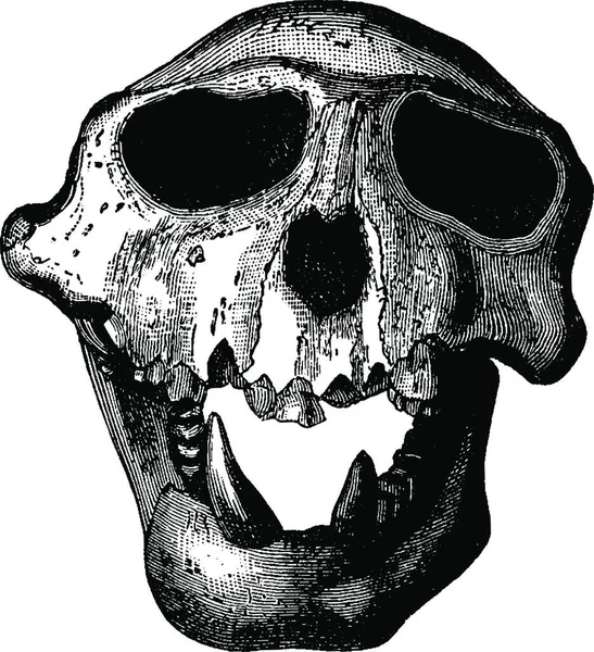 中新世のラングル猿の頭蓋骨 ヴィンテージの刻まれたイラスト 1886年以前の地球 — ストックベクタ