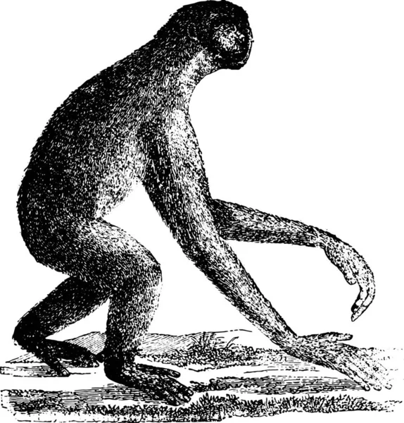 Siamang Miyosen Dönemi Vintage Oyulmuş Illüstrasyon Jibon Maymun Adam 1886 — Stok Vektör